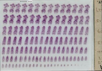 Media type: image;   Special Collections 1908 Description: slide A;